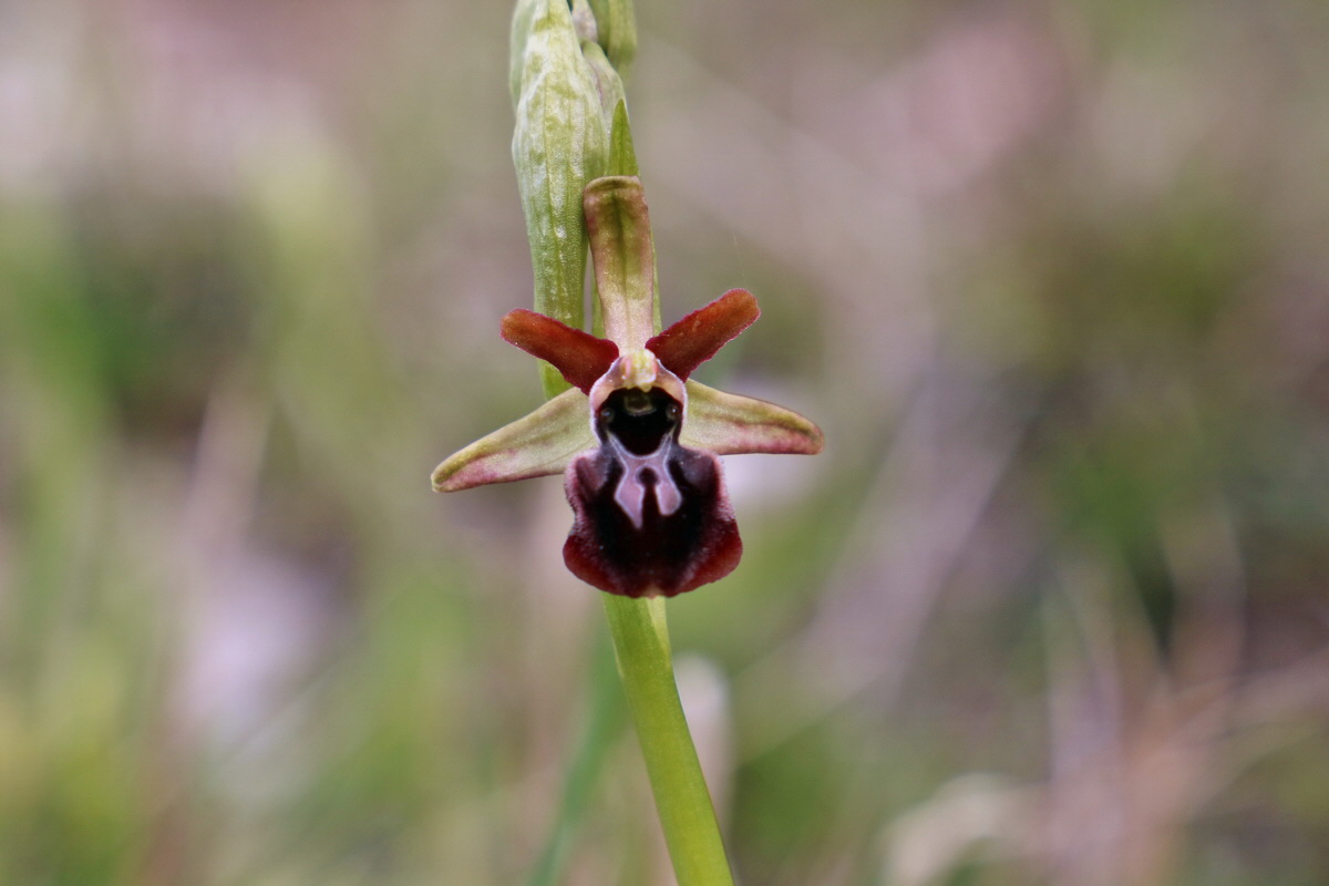 RNA_2017_04_27_0375p_Bildgr��e �ndern