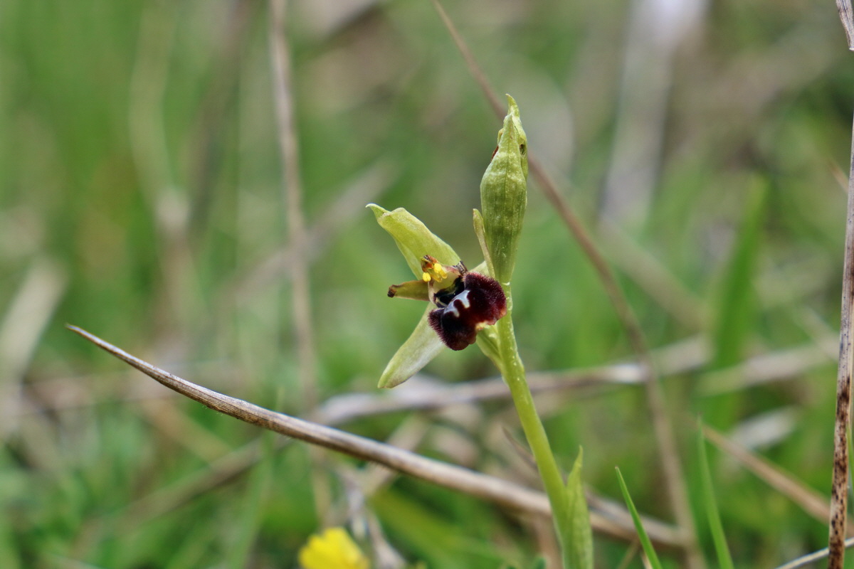 RNA_2017_04_27_0409p_Bildgr��e �ndern