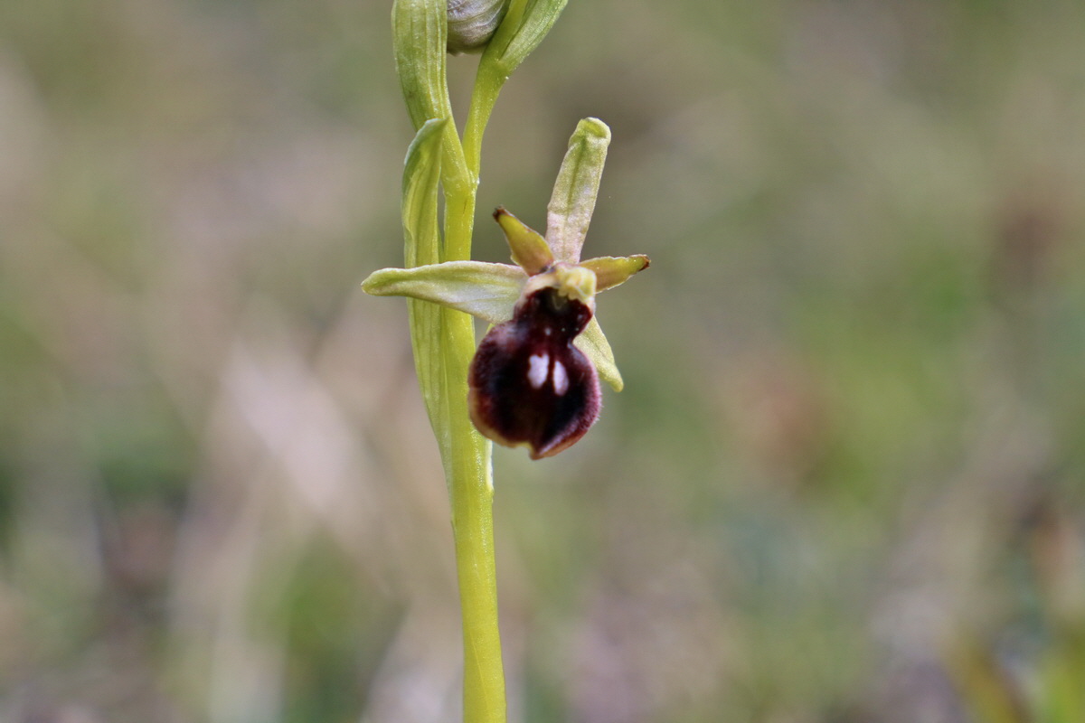 RNA_2017_04_27_0424p_Bildgr��e �ndern