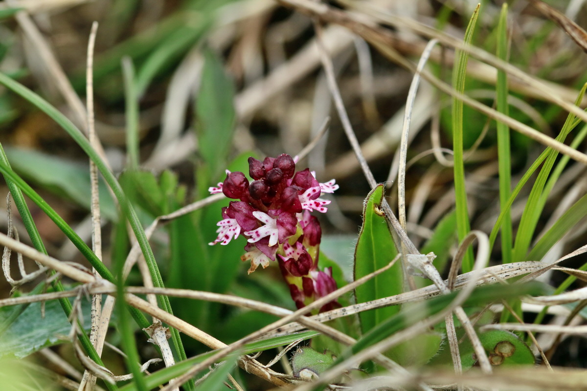 RNA_2017_04_27_0438p_Bildgr��e �ndern