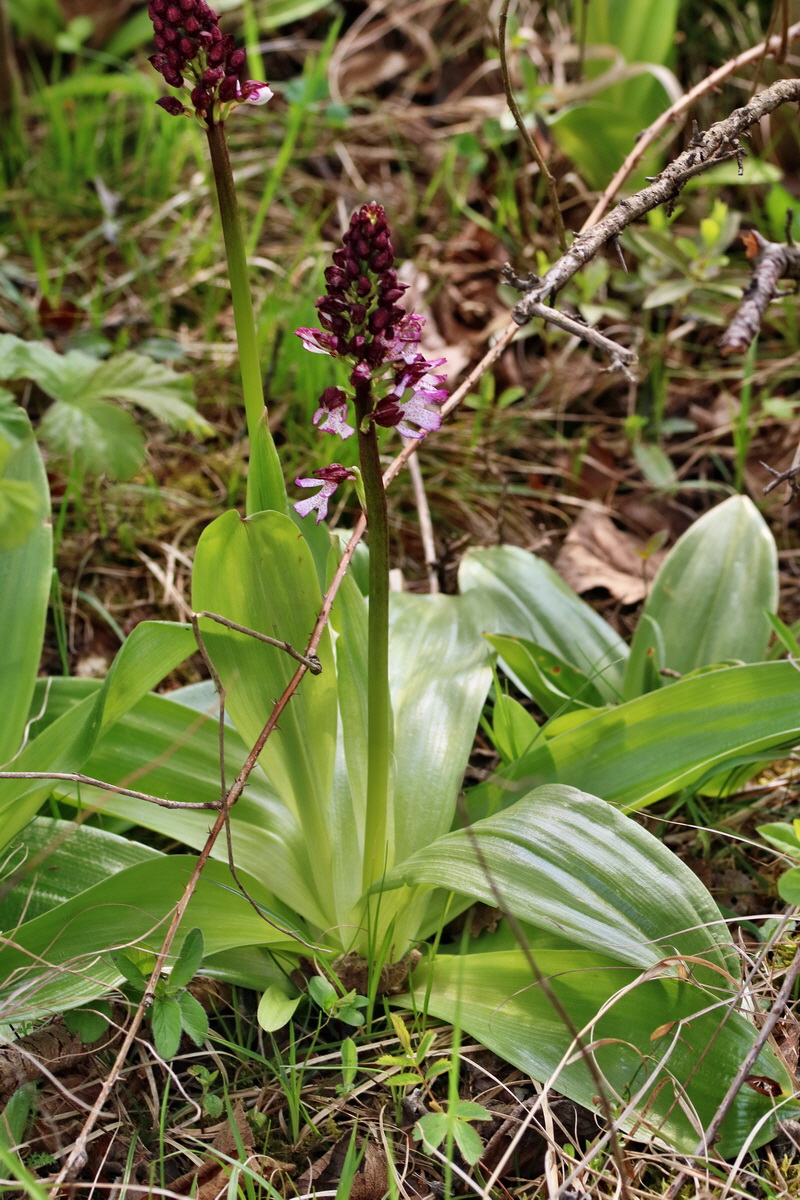 RNA_2017_04_27_0444p_Bildgr��e �ndern