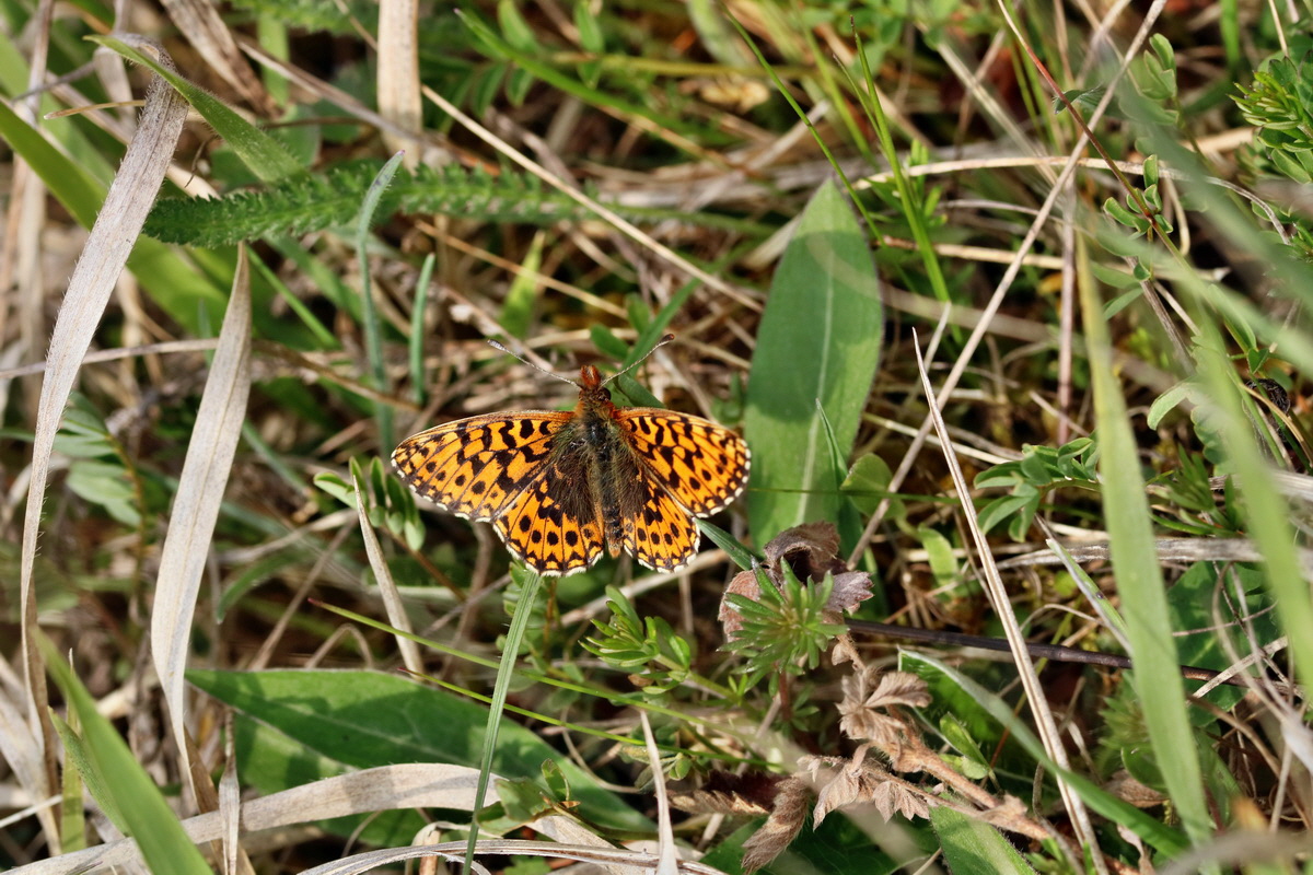 RNA_2017_04_27_0459p_Bildgr��e �ndern