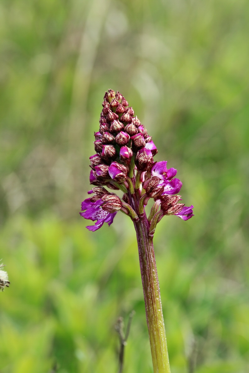 RNA_2017_04_27_0467p_Bildgr��e �ndern