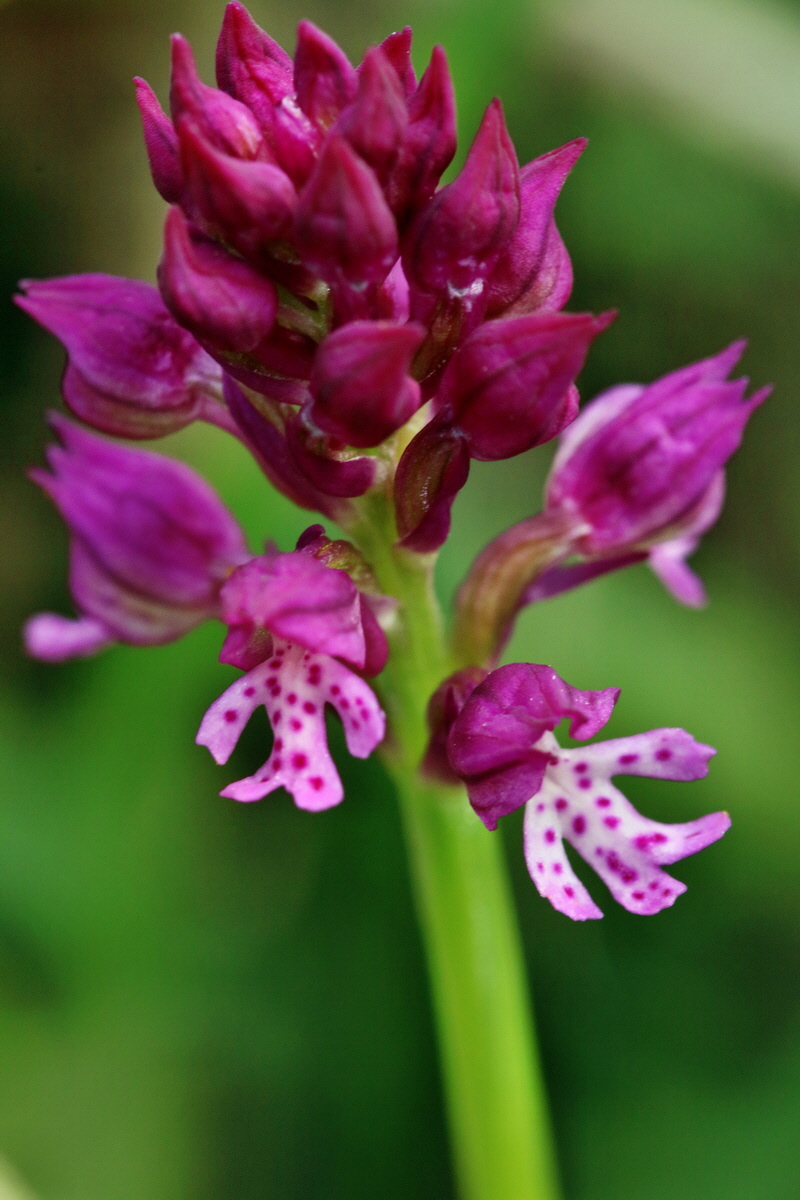 RNA_2017_04_27_0483p_Bildgr��e �ndern