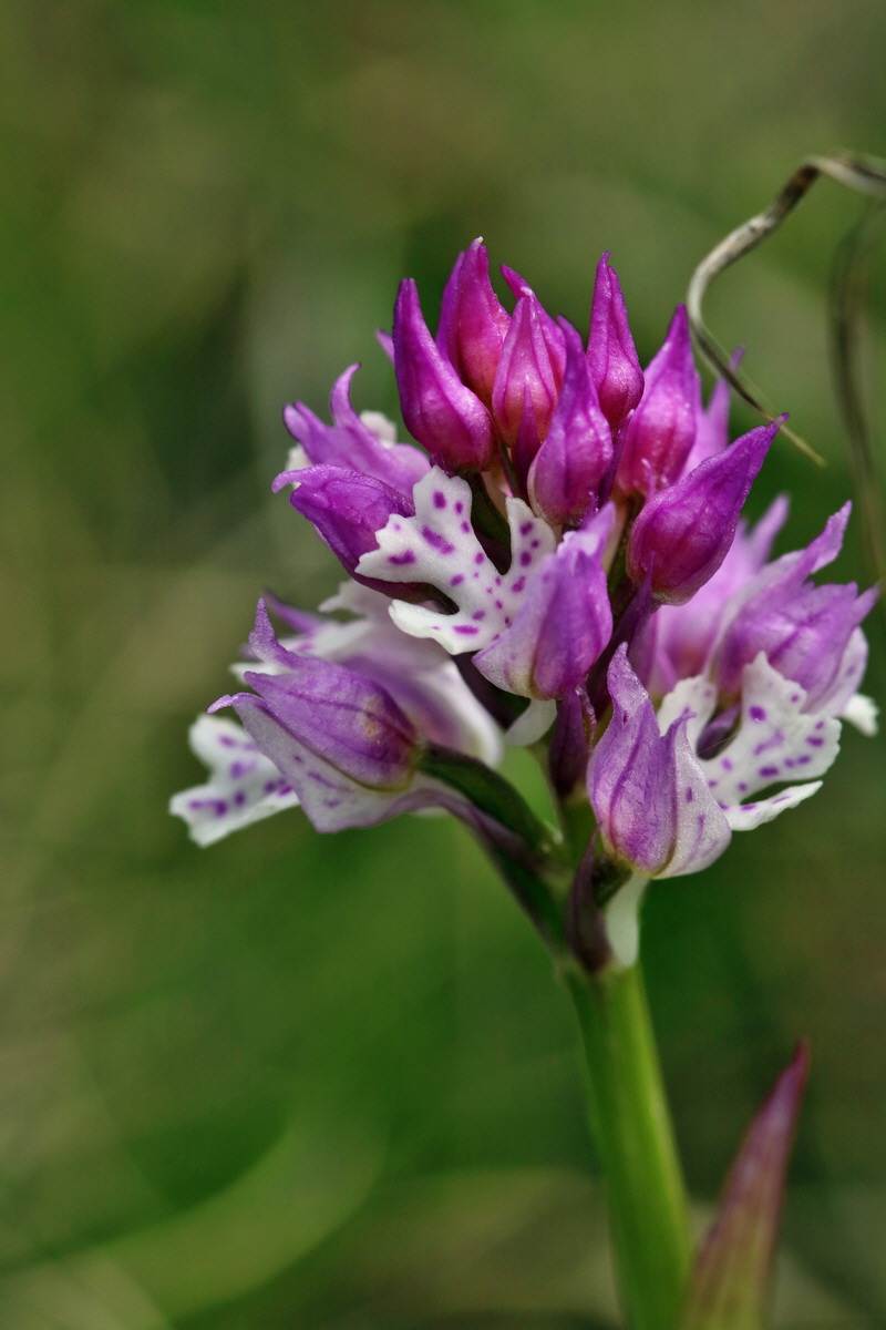 RNA_2017_04_27_0501p_Bildgr��e �ndern