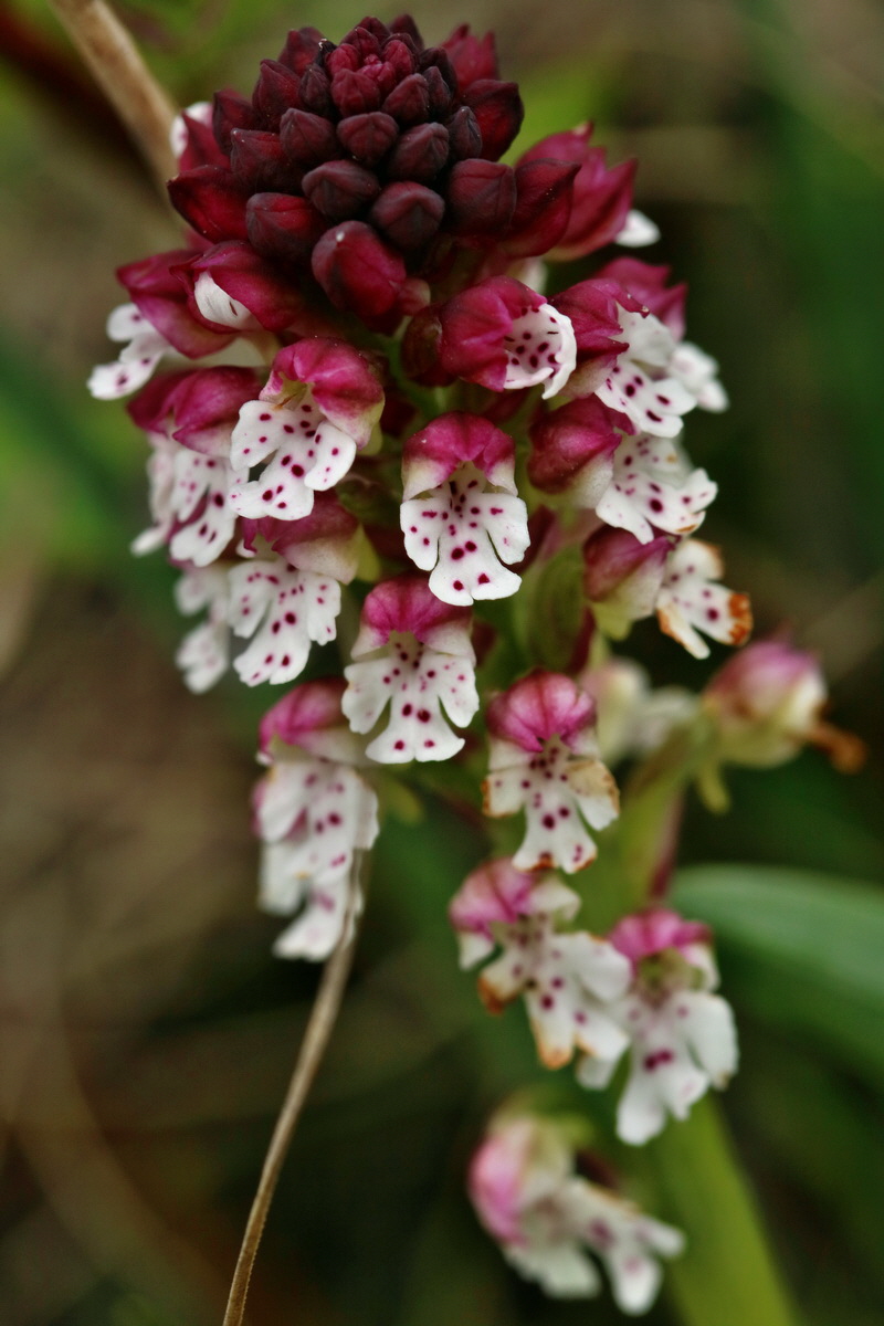 RNA_2017_04_27_0505p_Bildgr��e �ndern