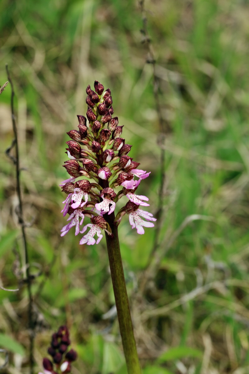 RNA_2017_04_27_0509p_Bildgr��e �ndern