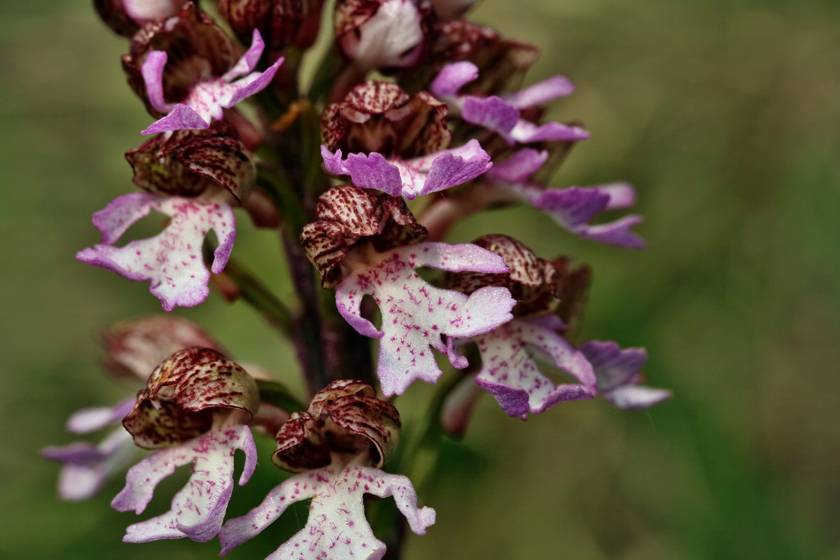 RNA_2017_04_27_0515p_Bildgr��e �ndern