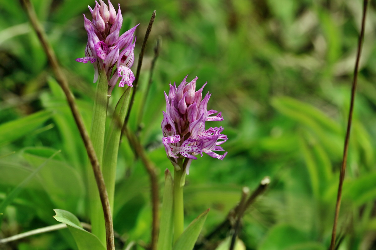 RNA_2017_04_27_0519p_Bildgr��e �ndern