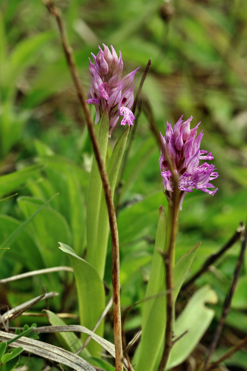 RNA_2017_04_27_0525p_Bildgr��e �ndern