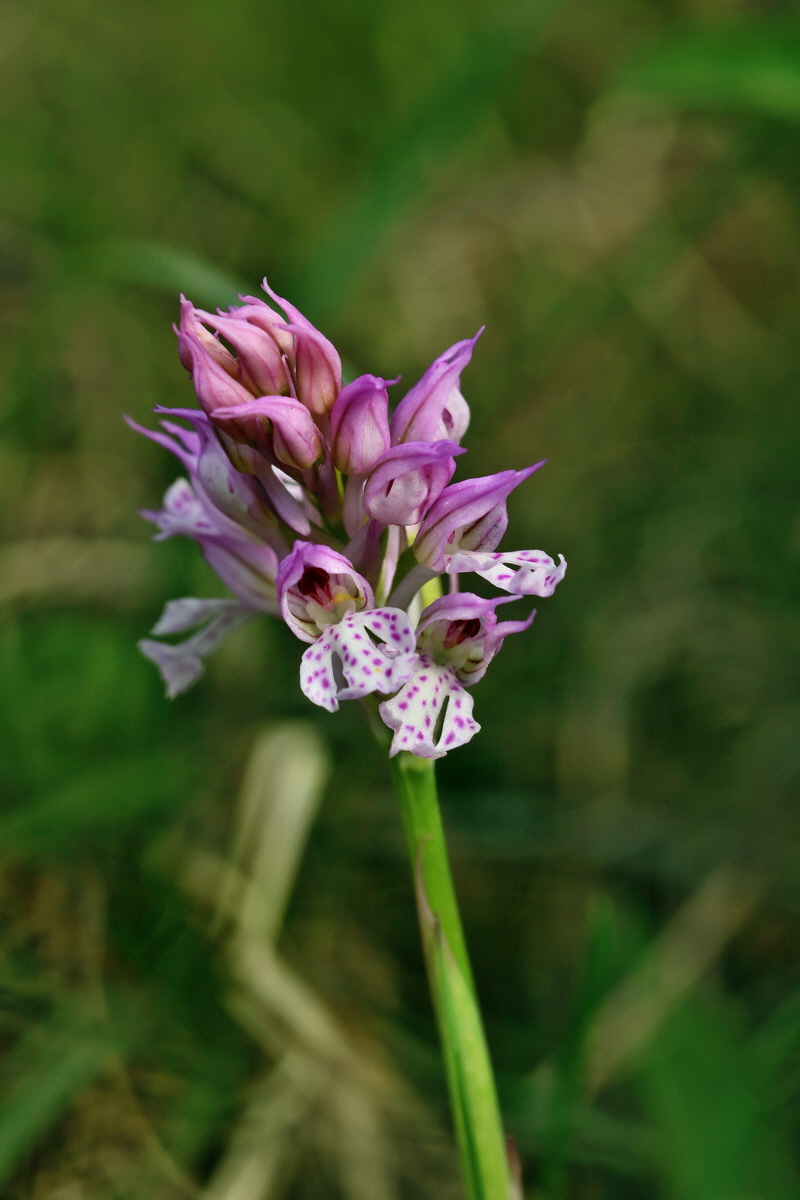 RNA_2017_04_27_0531p_Bildgr��e �ndern