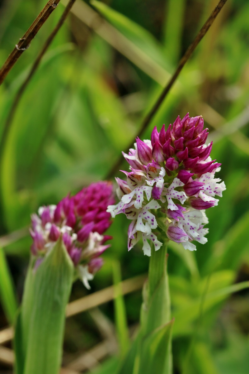 RNA_2017_04_27_0535p_Bildgr��e �ndern