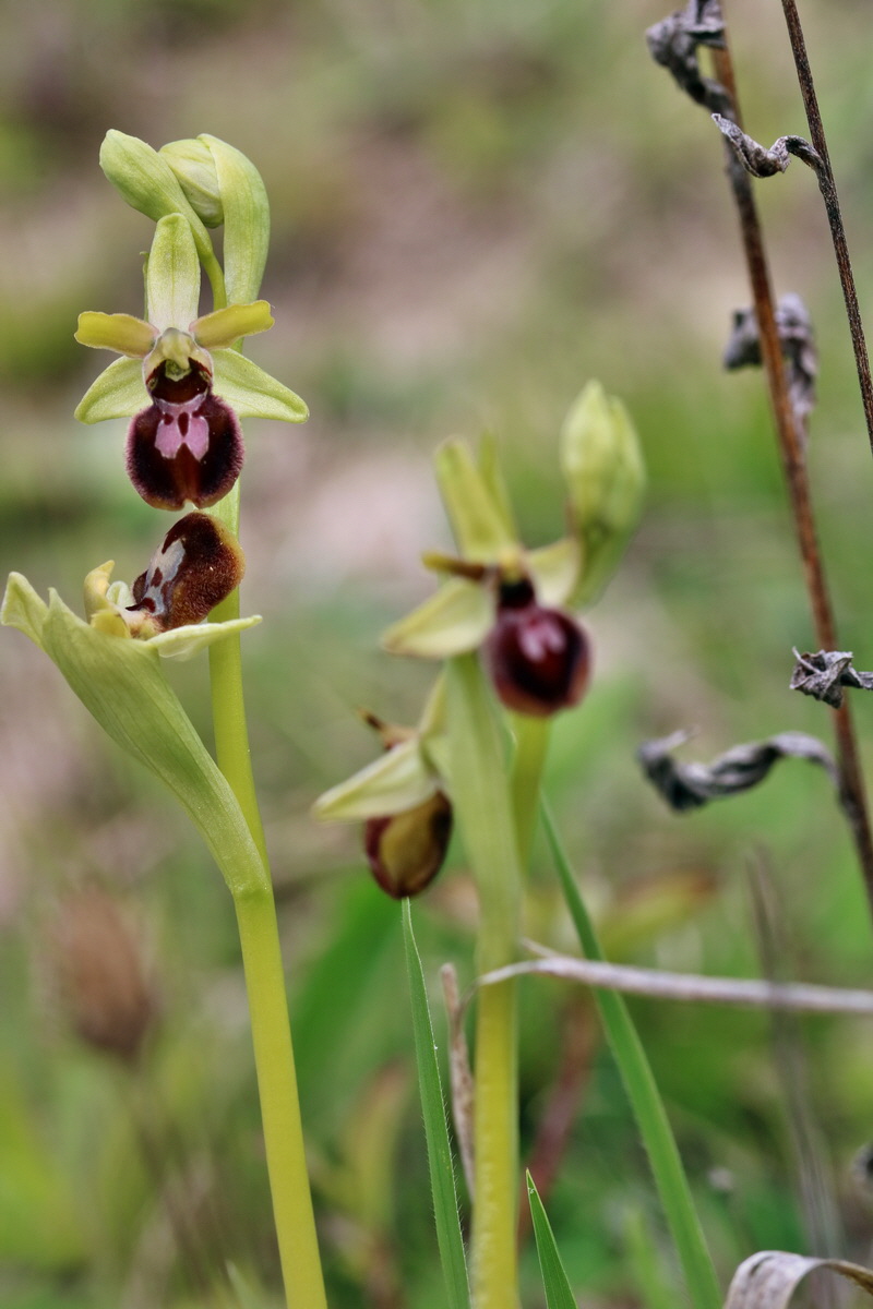 RNA_2017_04_27_0550p_Bildgr��e �ndern