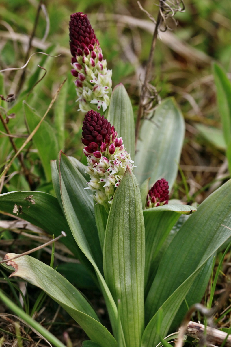 RNA_2017_04_27_0556p_Bildgr��e �ndern