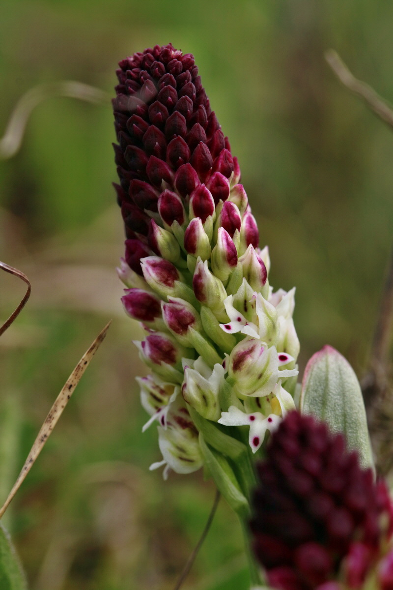 RNA_2017_04_27_0566p_Bildgr��e �ndern