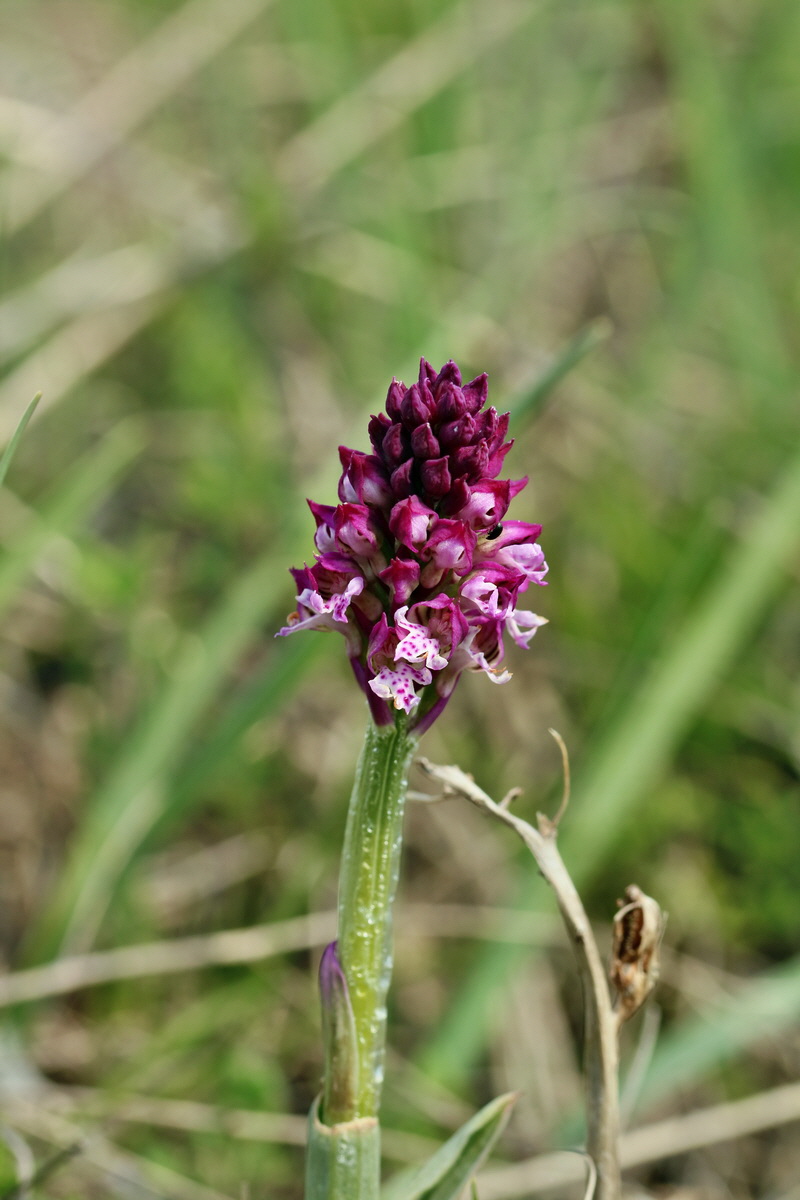 RNA_2017_04_27_0622p_Bildgr��e �ndern