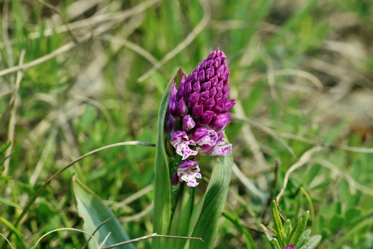 RNA_2017_04_27_0627p_Bildgr��e �ndern