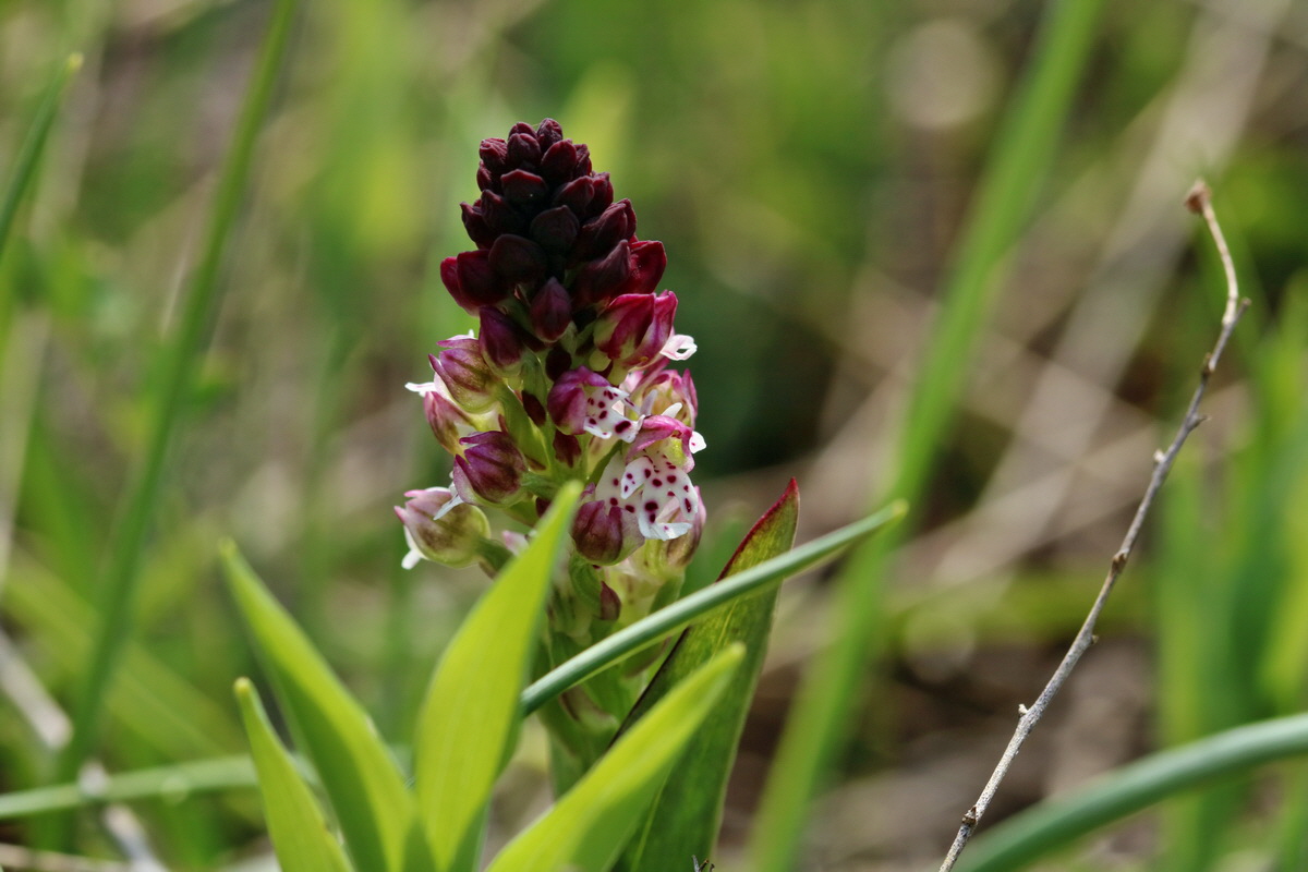 RNA_2017_04_27_0643p_Bildgr��e �ndern