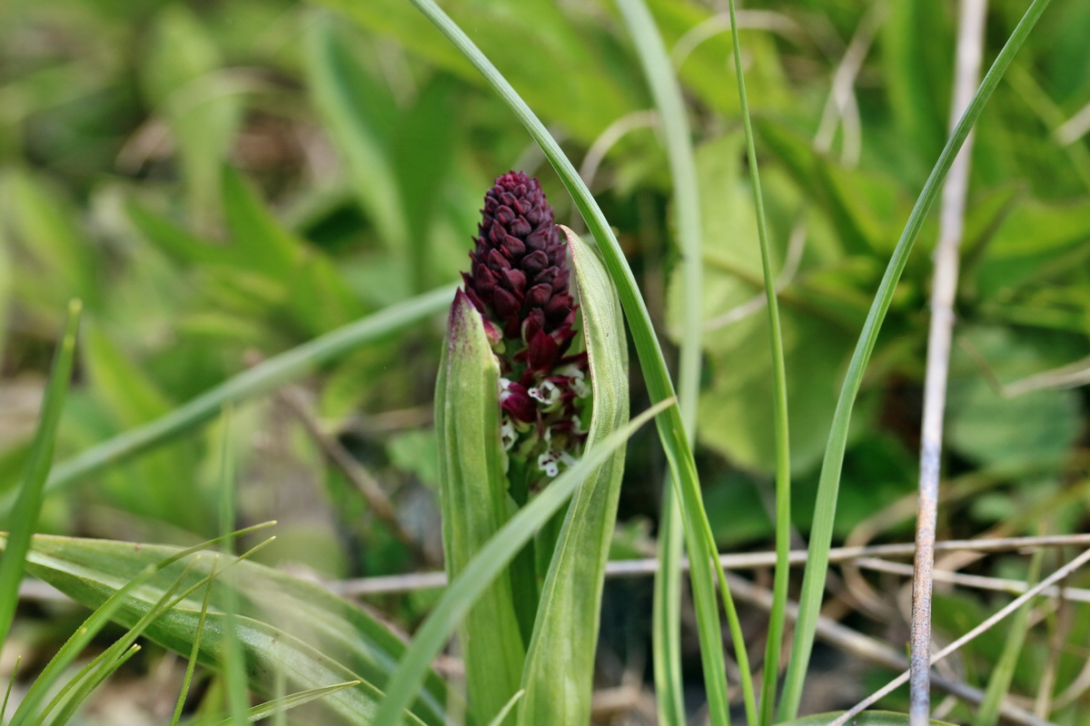 RNA_2017_04_27_0647p_Bildgr��e �ndern