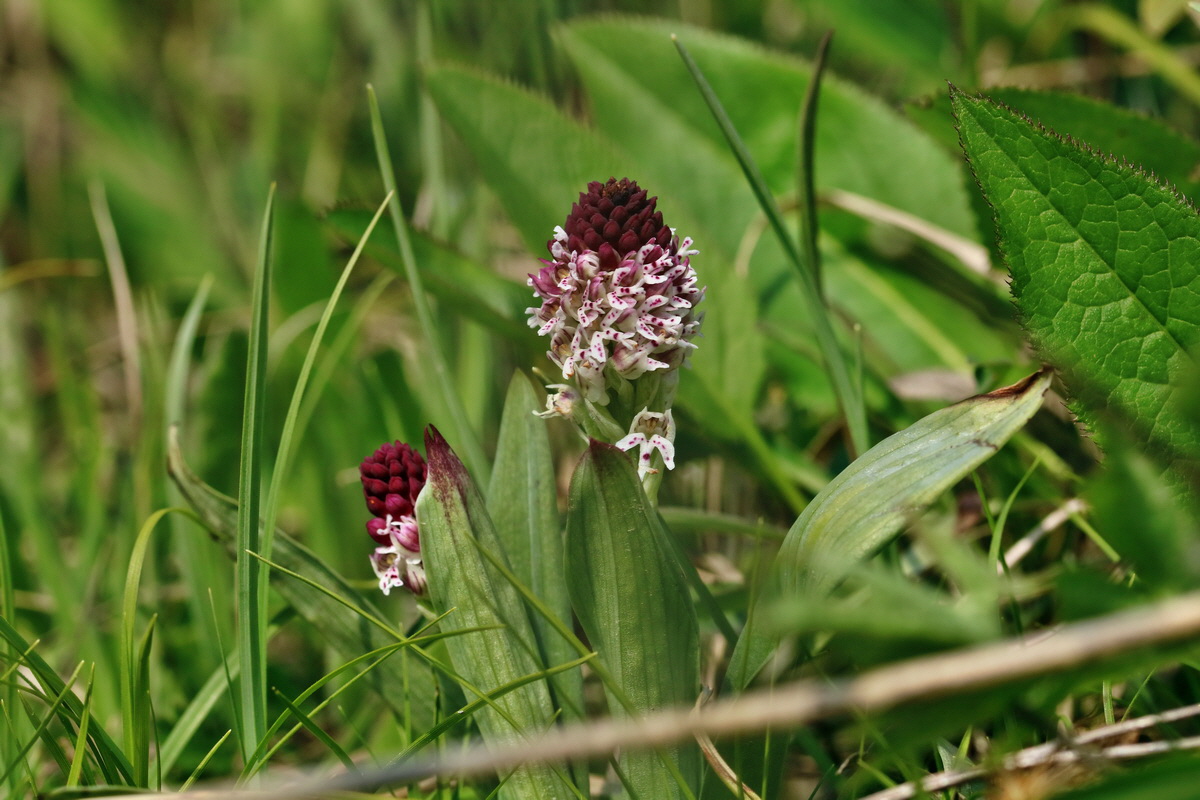 RNA_2017_04_27_0648p_Bildgr��e �ndern