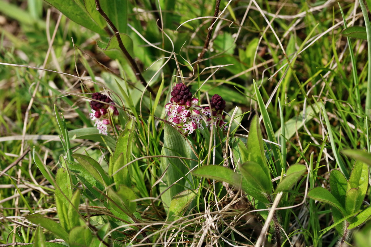 RNA_2017_04_27_0651p_Bildgr��e �ndern