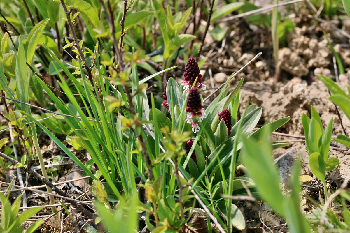 RNA_2017_04_27_0656p_Bildgr��e �ndern