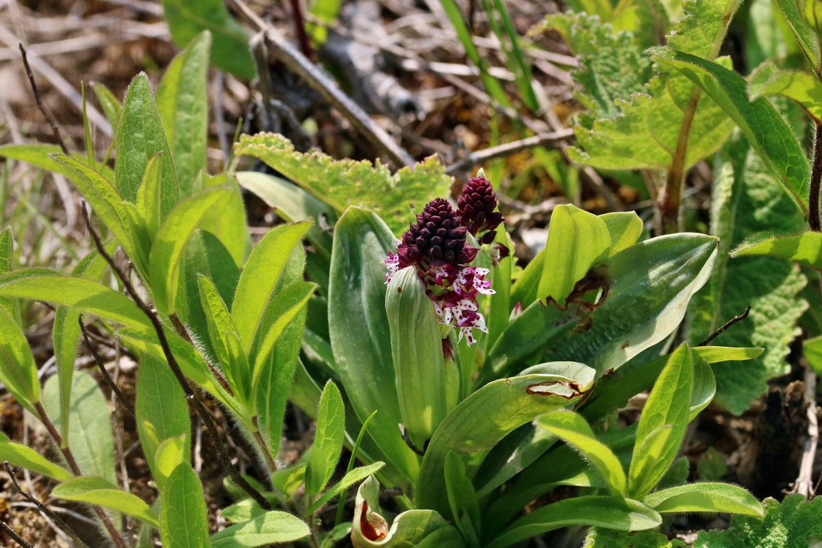 RNA_2017_04_27_0658p_Bildgr��e �ndern