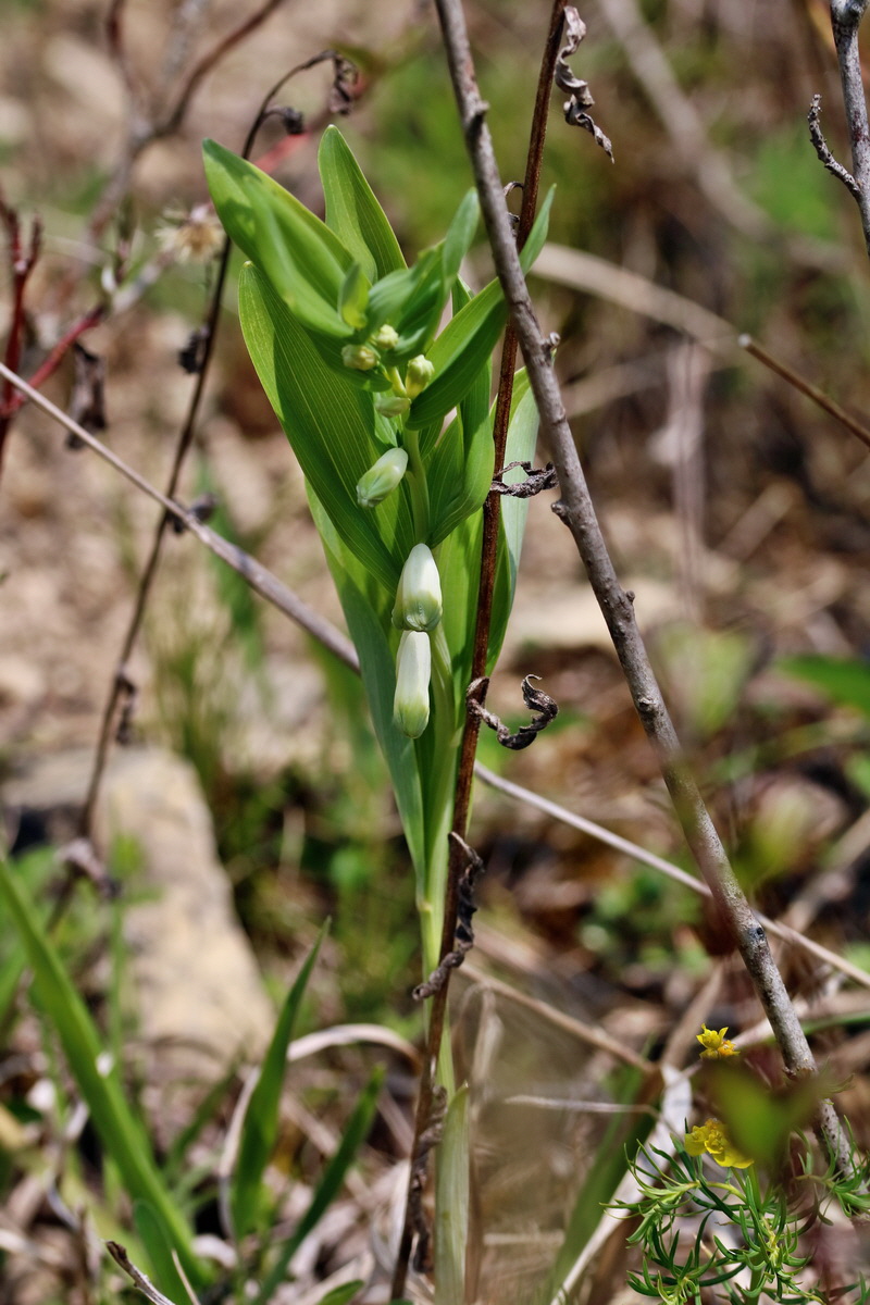 RNA_2017_04_27_0671p_Bildgr��e �ndern