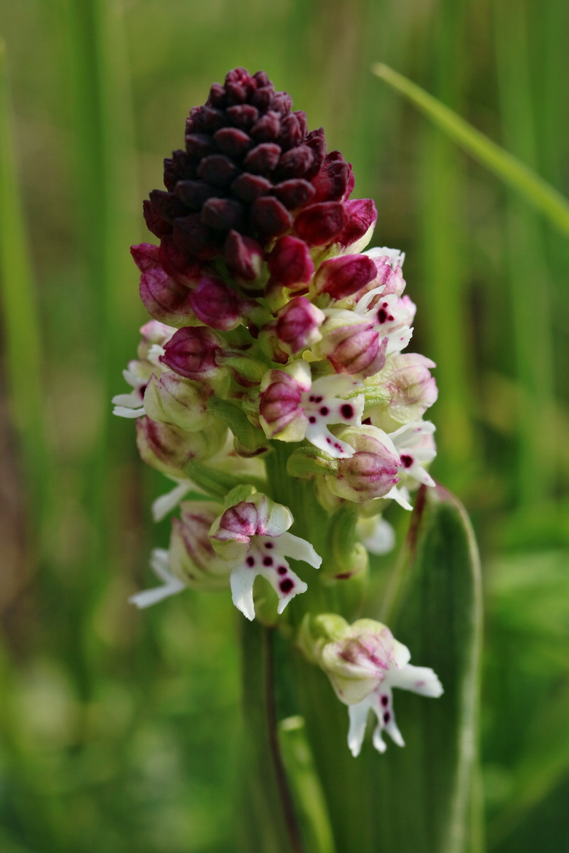 RNA_2017_04_27_0675p_Bildgr��e �ndern