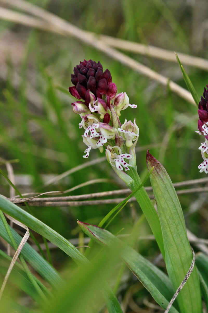 RNA_2017_04_27_0678p_Bildgr��e �ndern