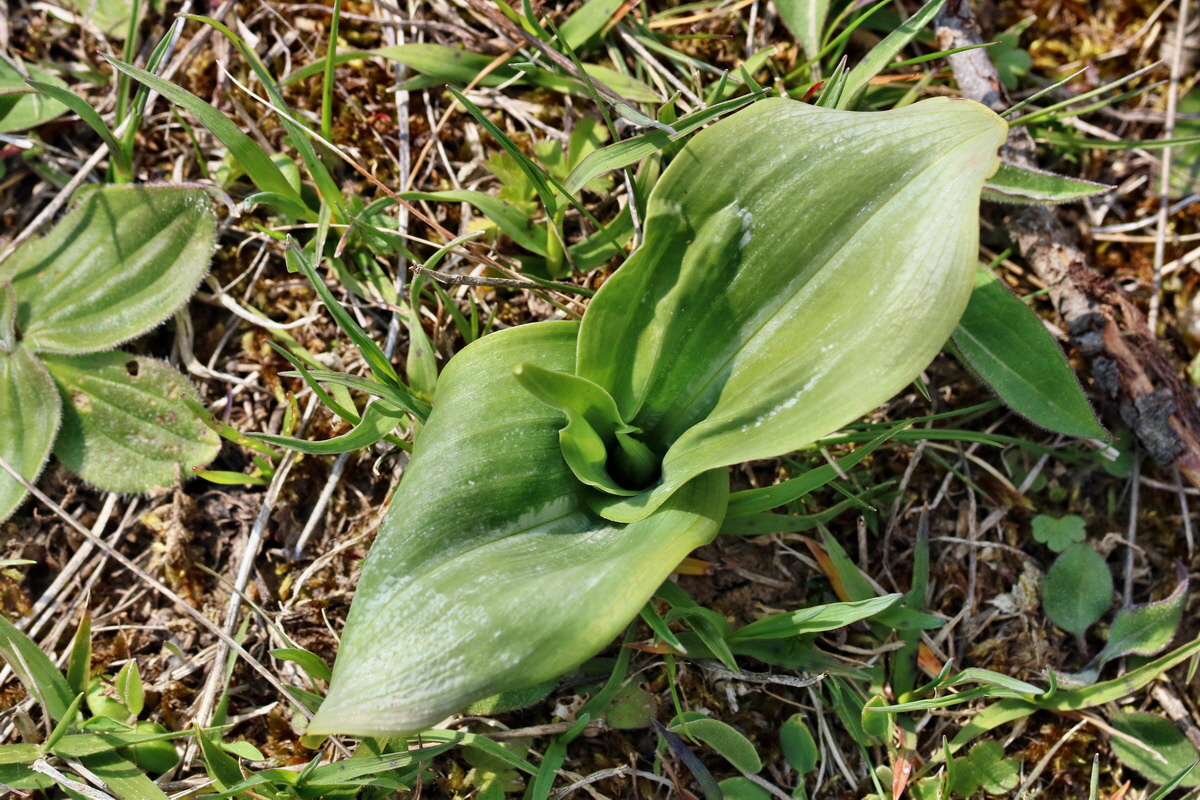 RNA_2017_04_27_0705p_Bildgr��e �ndern