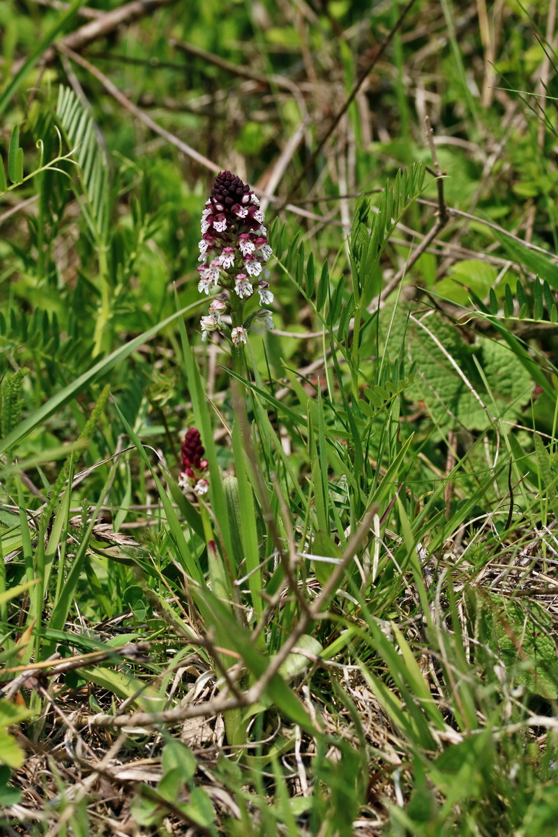 RNA_2017_04_27_0709p_Bildgr��e �ndern