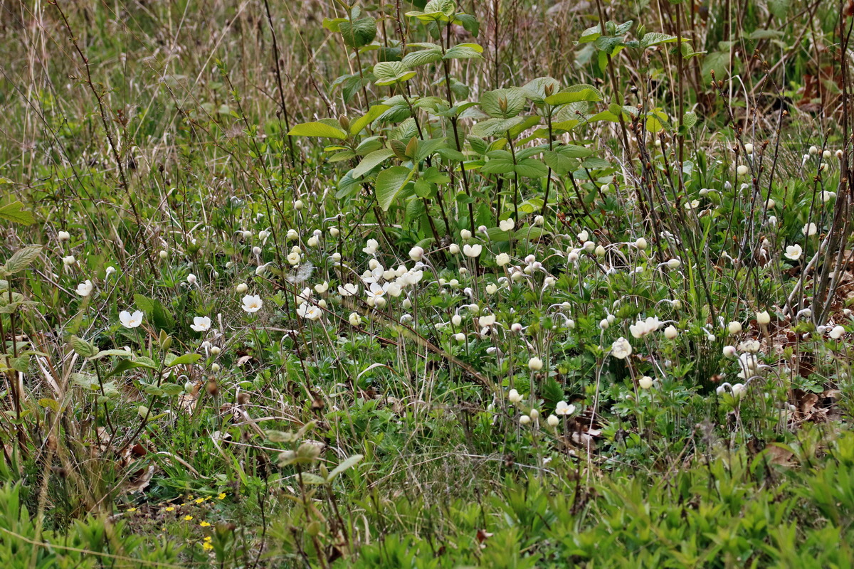 RNA_2017_04_27_0727p_Bildgr��e �ndern