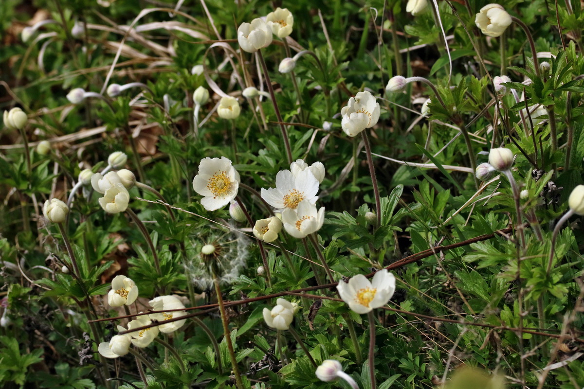 RNA_2017_04_27_0731p_Bildgr��e �ndern