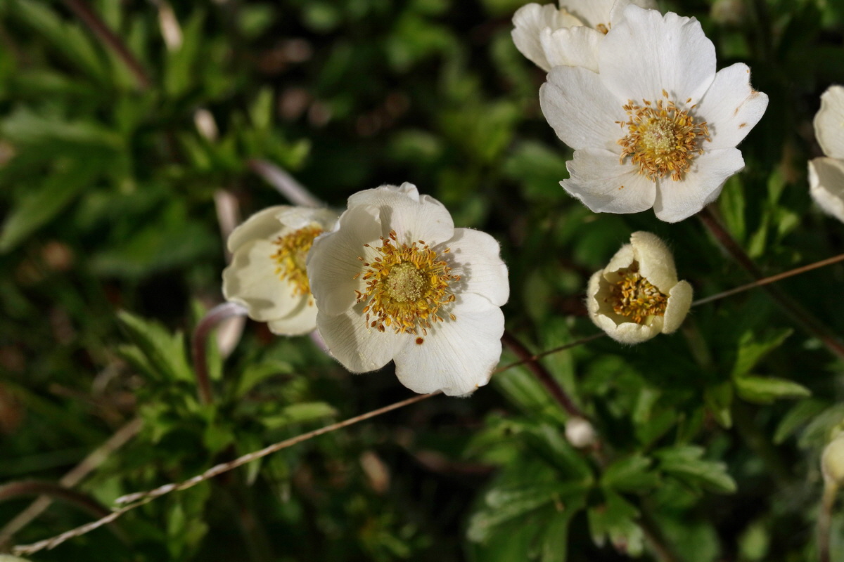 RNA_2017_04_27_0733p_Bildgr��e �ndern