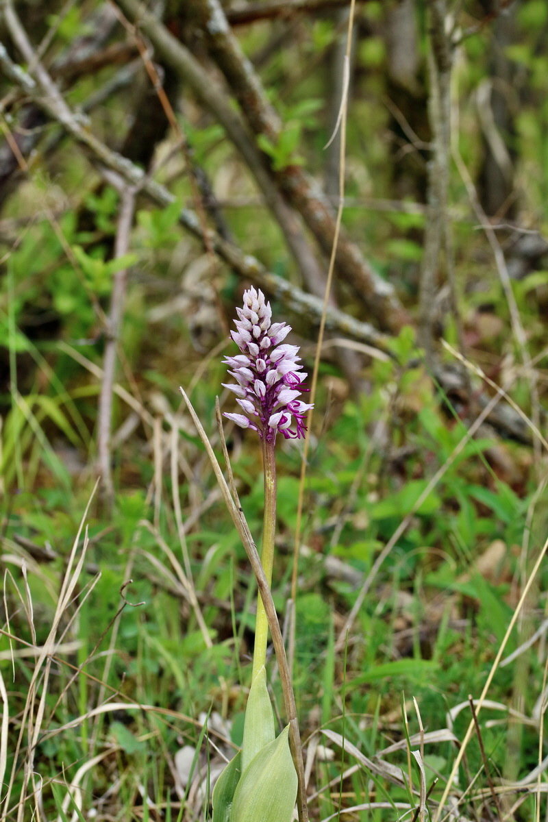 RNA_2017_04_27_0738p_Bildgr��e �ndern