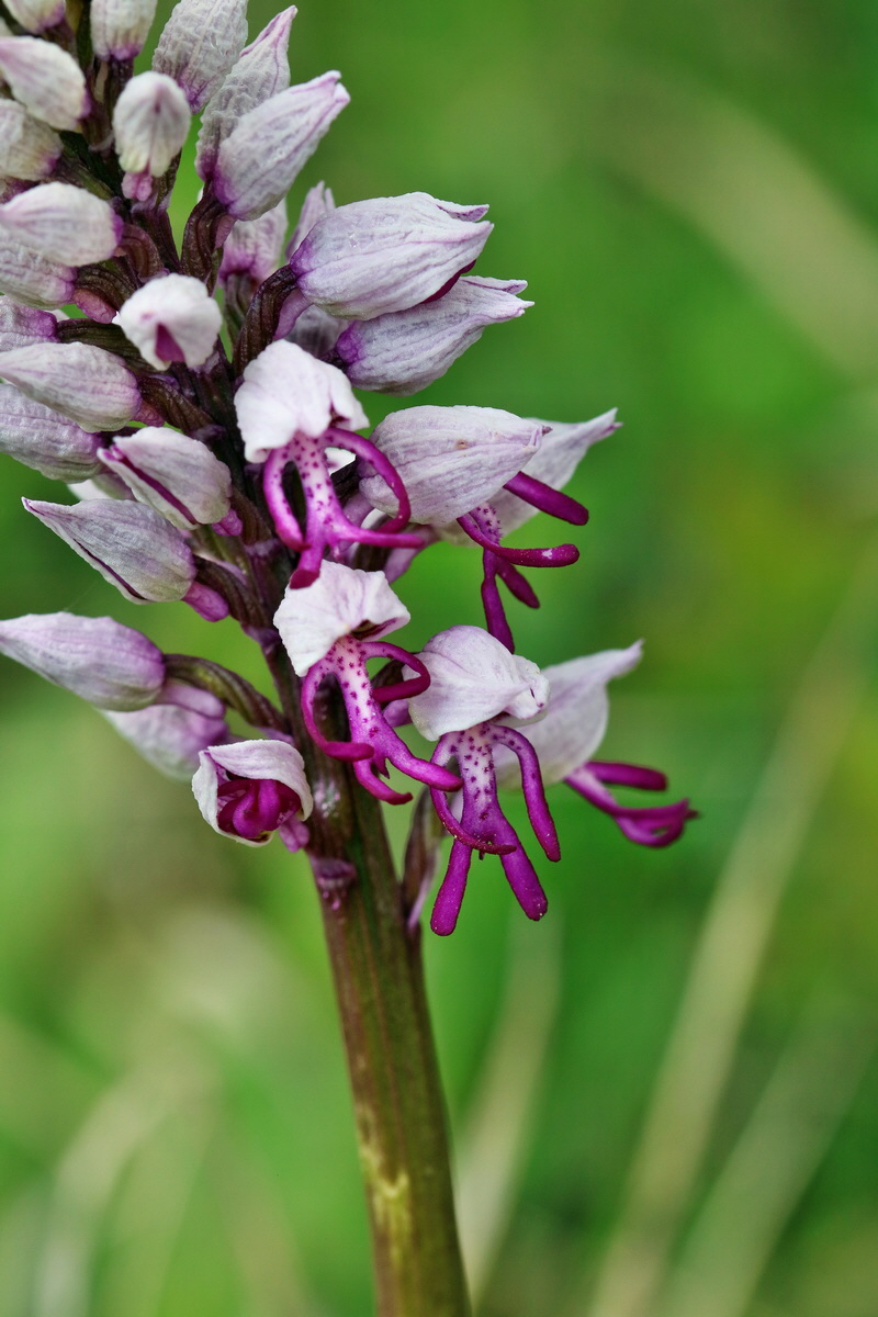 RNA_2017_04_27_0743p_Bildgr��e �ndern