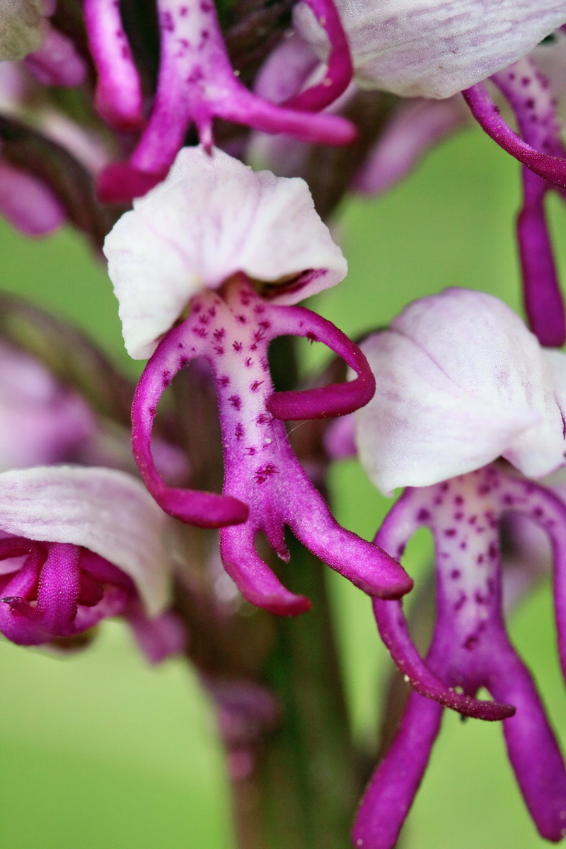 RNA_2017_04_27_0753p_Bildgr��e �ndern