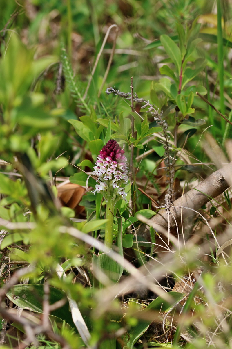 RNA_2017_04_27_0756p_Bildgr��e �ndern