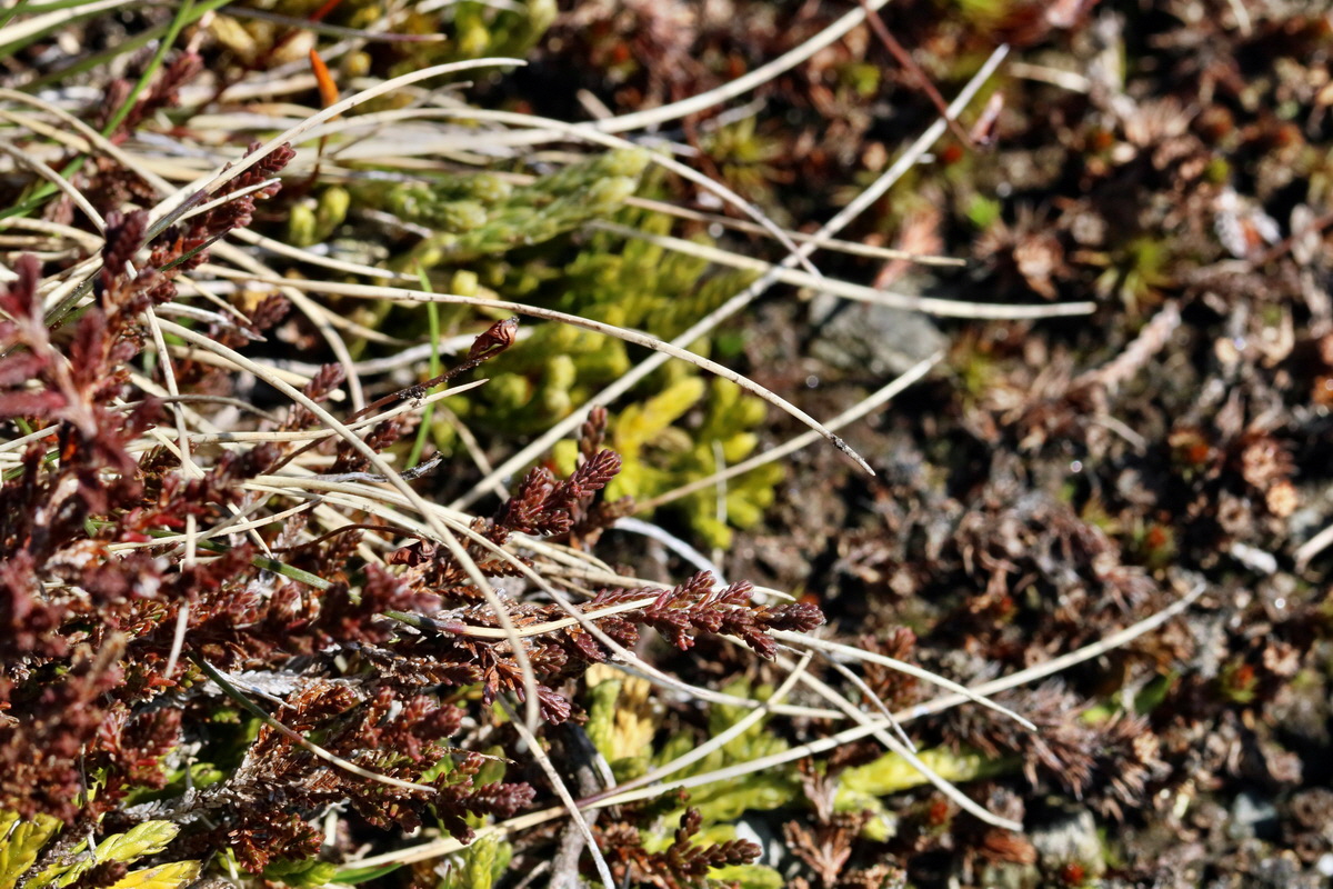 RNA_2017_04_30_0779p_Bildgr��e �ndern