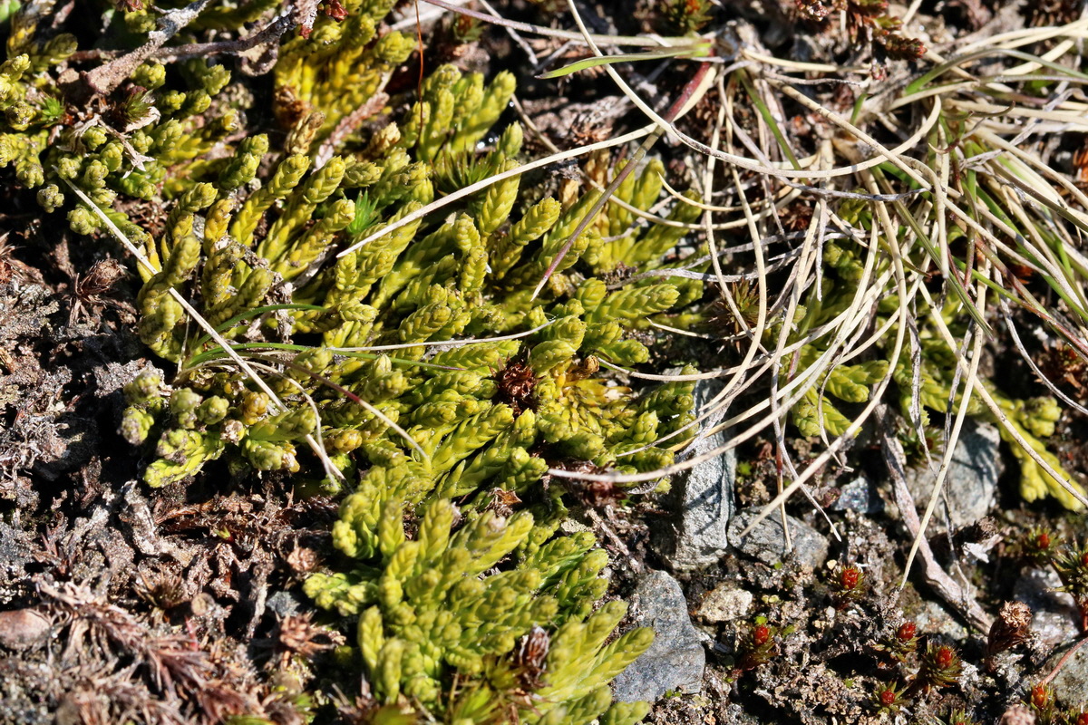 RNA_2017_04_30_0784p_Bildgr��e �ndern