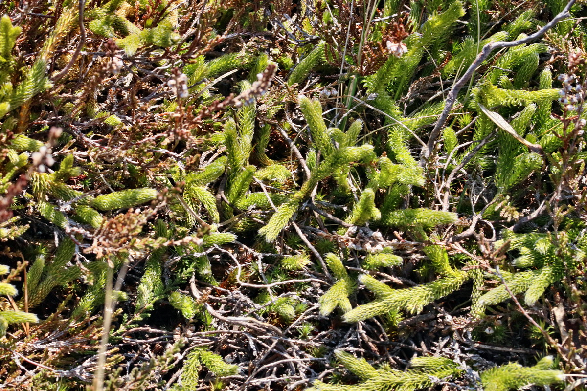 RNA_2017_04_30_0816p_Bildgr��e �ndern