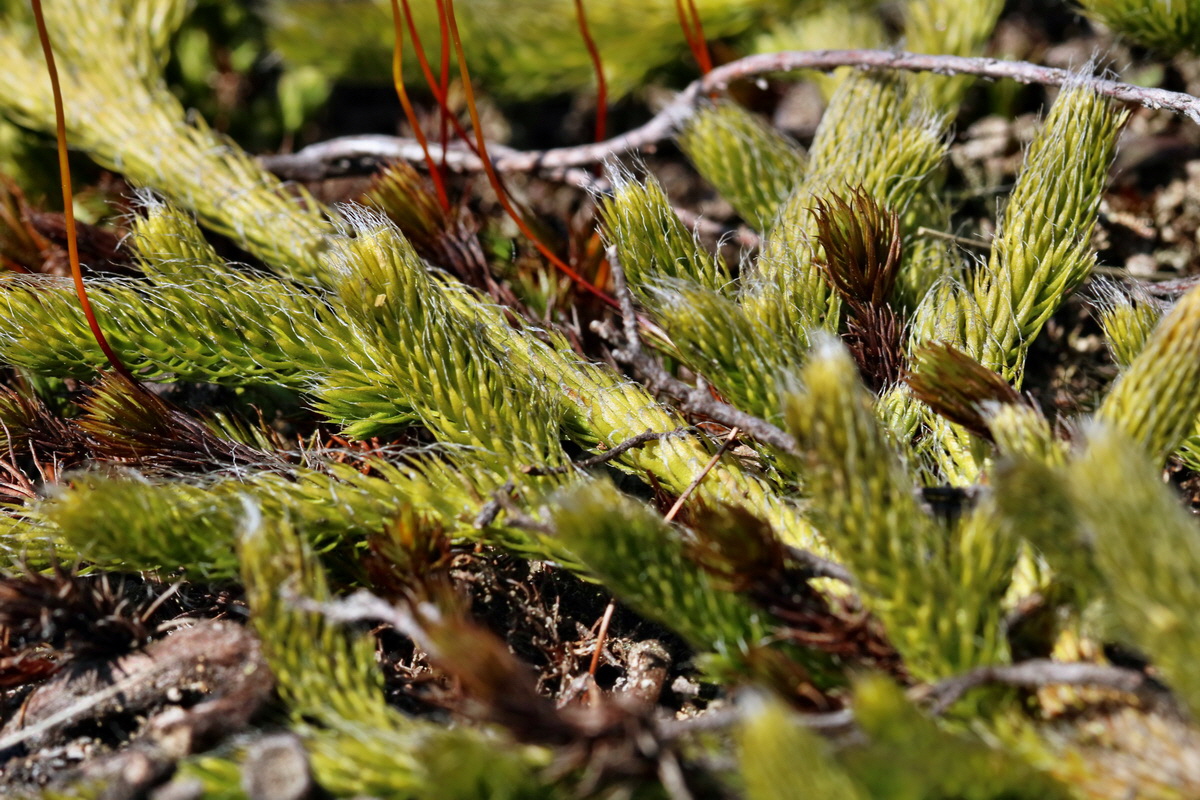 RNA_2017_04_30_0821p_Bildgr��e �ndern