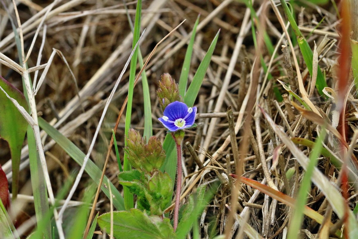 RNA_2017_04_30_0840p_Bildgr��e �ndern