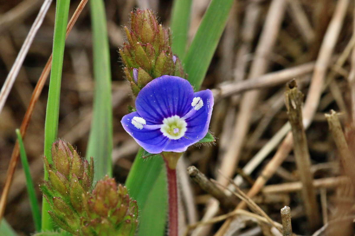 RNA_2017_04_30_0846p_Bildgr��e �ndern