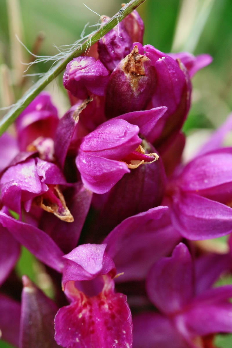 RNA_2017_04_30_0880p_Bildgr��e �ndern