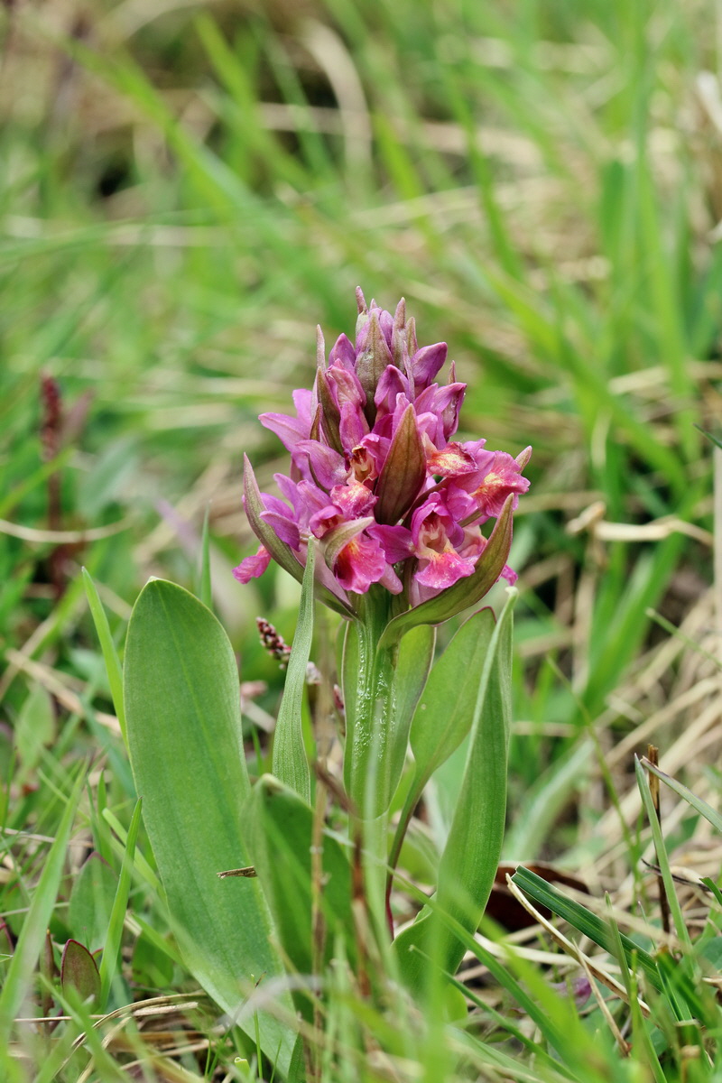 RNA_2017_04_30_0910p_Bildgr��e �ndern