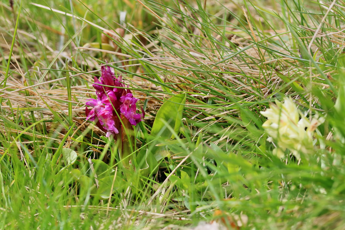 RNA_2017_04_30_0920p_Bildgr��e �ndern