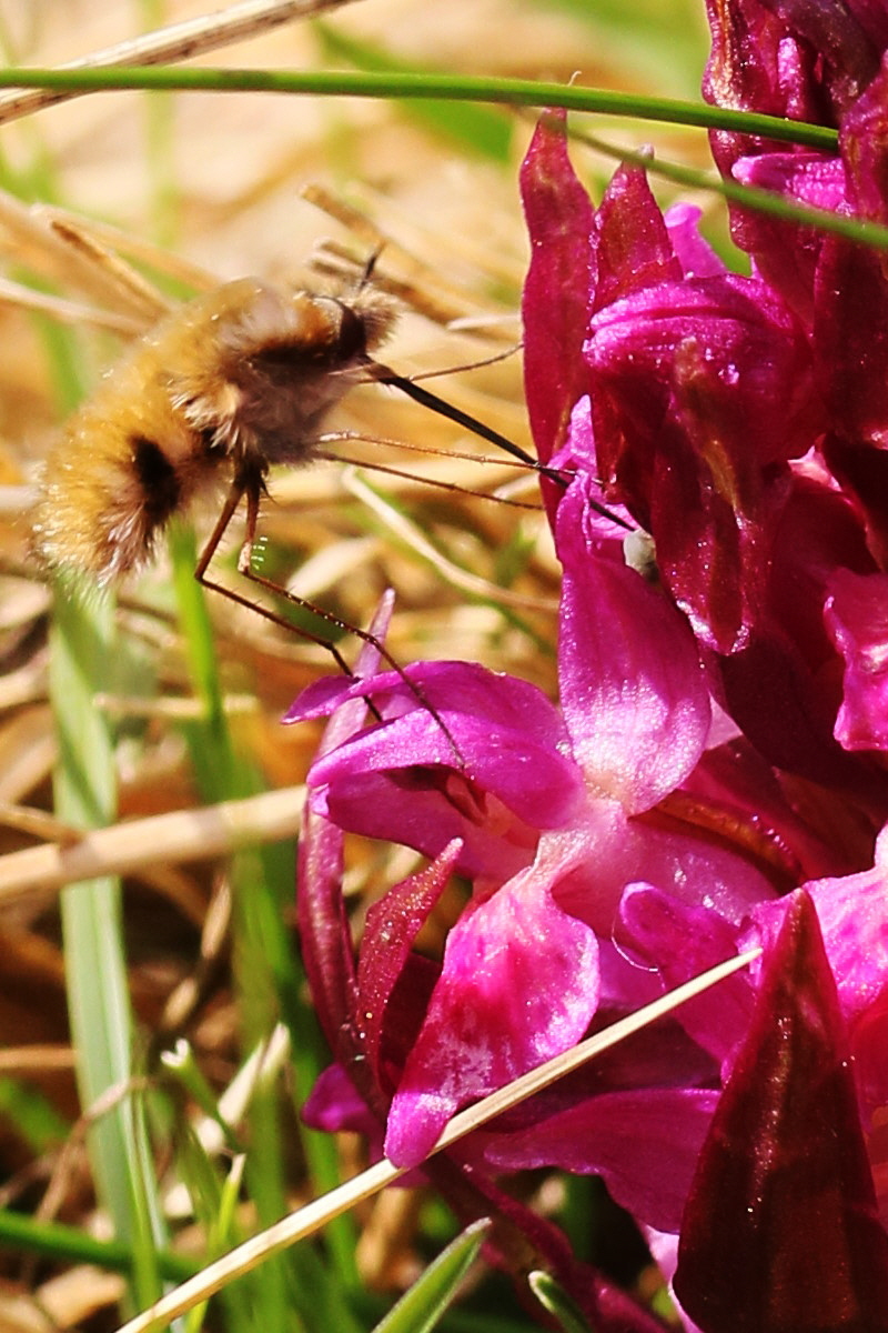 RNA_2017_04_30_0951a