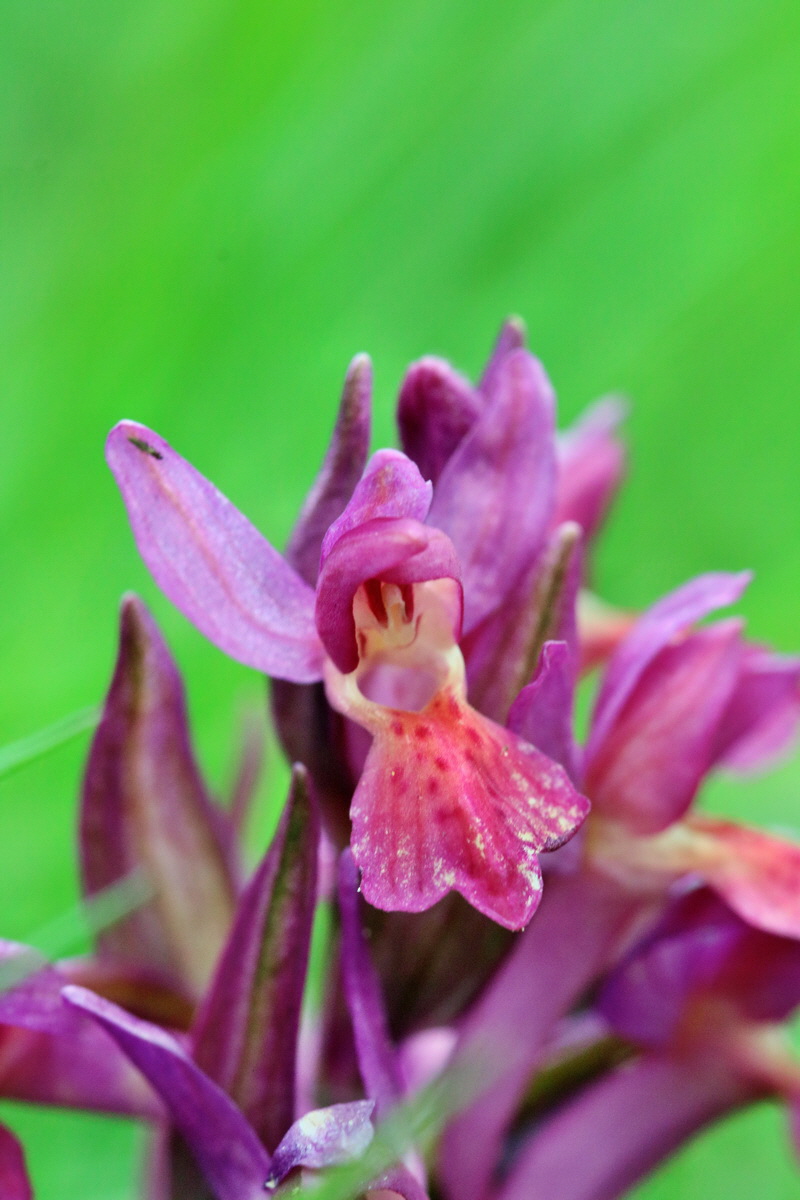 RNA_2017_04_30_0987p_Bildgr��e �ndern